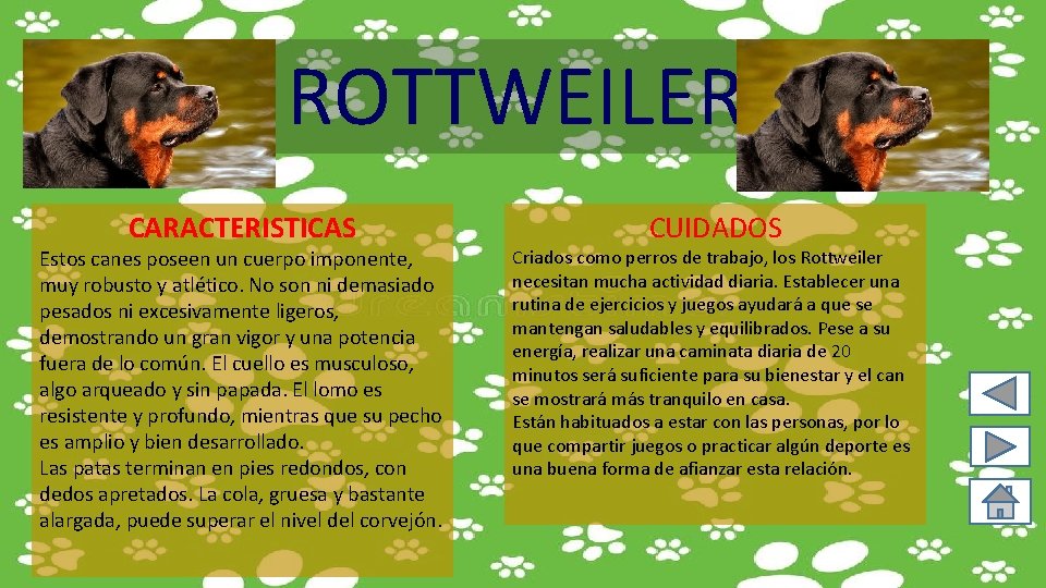 ROTTWEILER CARACTERISTICAS Estos canes poseen un cuerpo imponente, muy robusto y atlético. No son