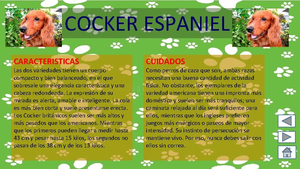 COCKER ESPANIEL CARACTERISTICAS Las dos variedades tienen un cuerpo compacto y bien balanceado, en