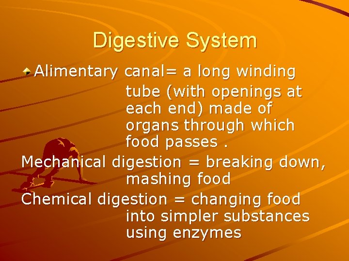 Digestive System Alimentary canal= a long winding tube (with openings at each end) made