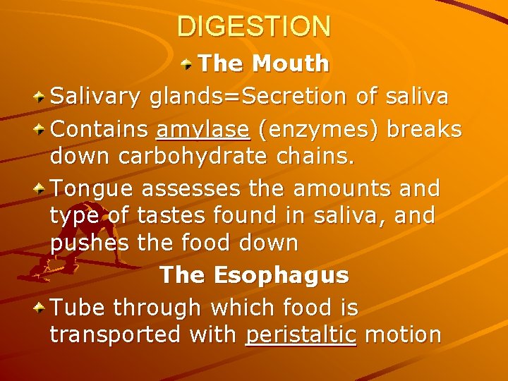 DIGESTION The Mouth Salivary glands=Secretion of saliva Contains amylase (enzymes) breaks down carbohydrate chains.