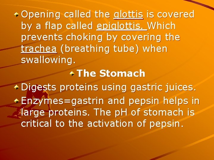 Opening called the glottis is covered by a flap called epiglottis. Which prevents choking