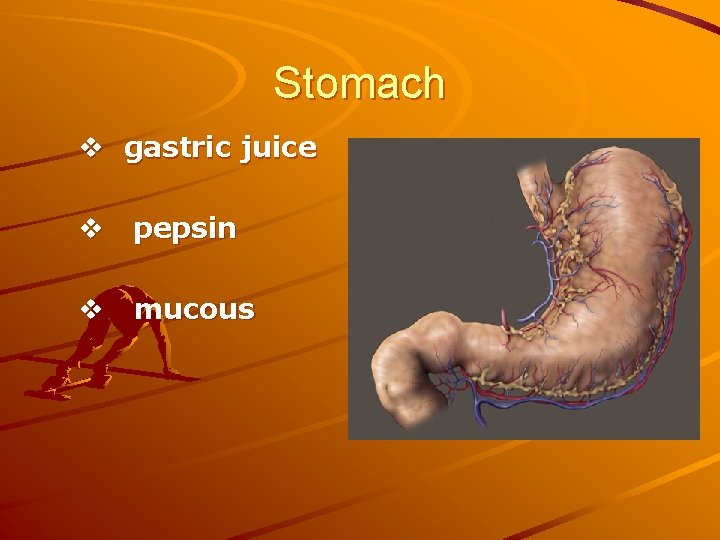 Stomach v gastric juice v pepsin v mucous 