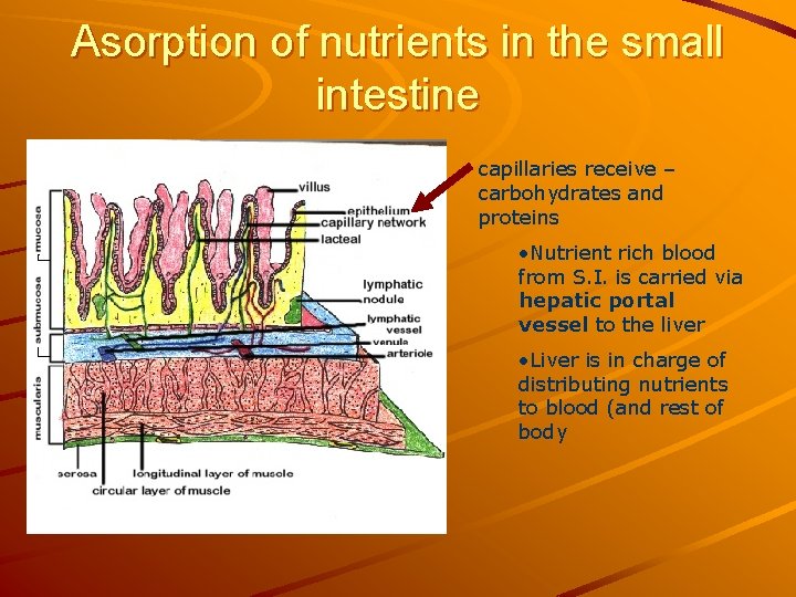 Asorption of nutrients in the small intestine capillaries receive – carbohydrates and proteins •