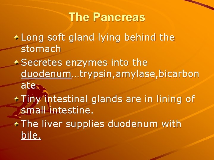 The Pancreas Long soft gland lying behind the stomach Secretes enzymes into the duodenum…trypsin,