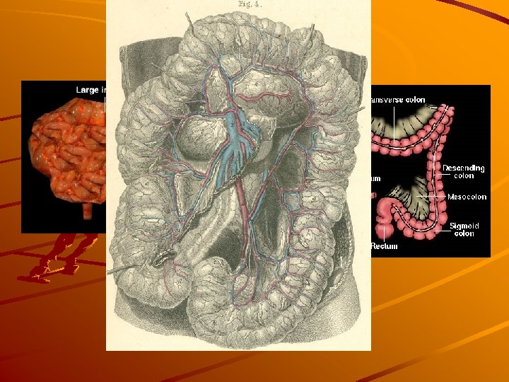 Large Intestine 