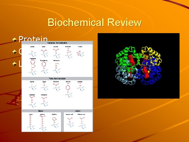 Biochemical Review Protein Carbohydrate Lipid 