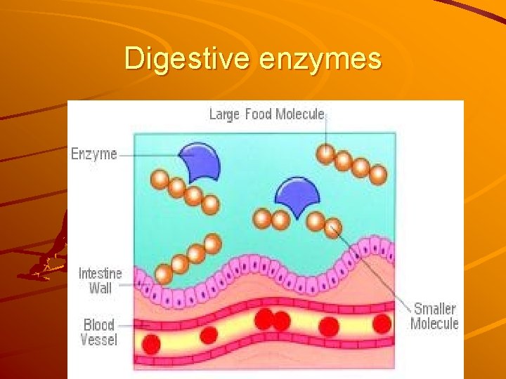 Digestive enzymes 