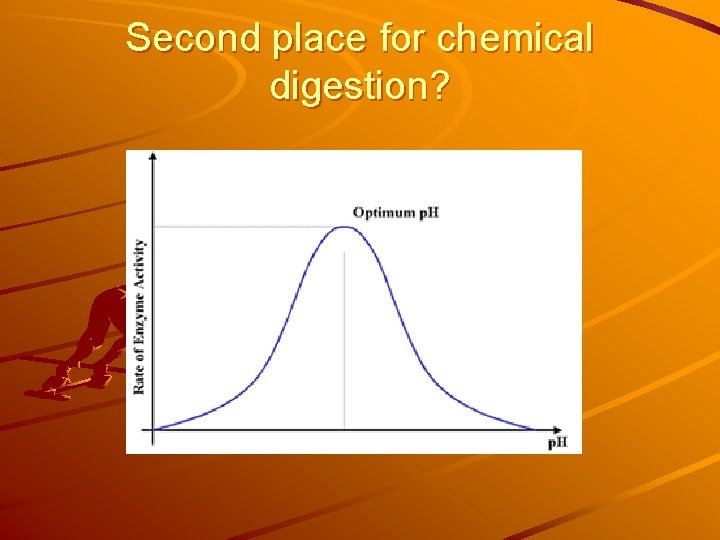 Second place for chemical digestion? 