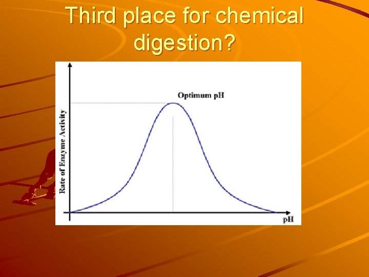 Third place for chemical digestion? 