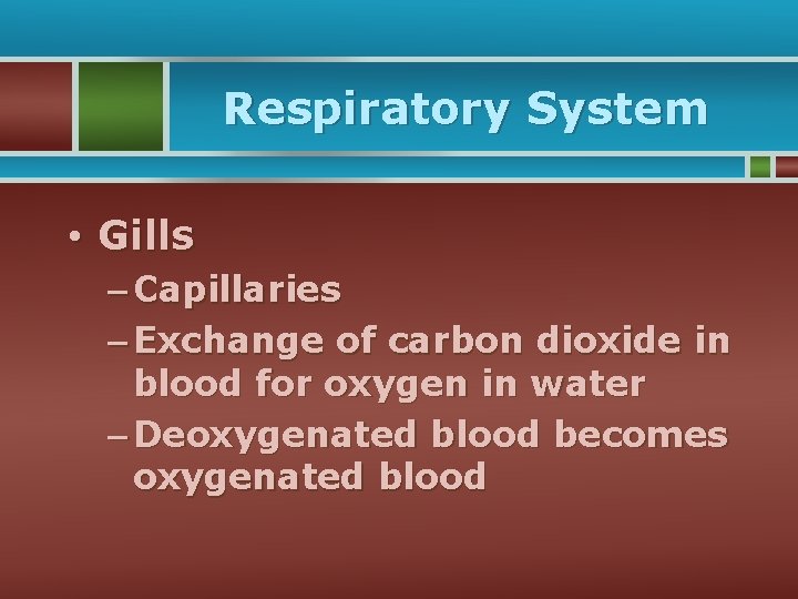 Respiratory System • Gills – Capillaries – Exchange of carbon dioxide in blood for