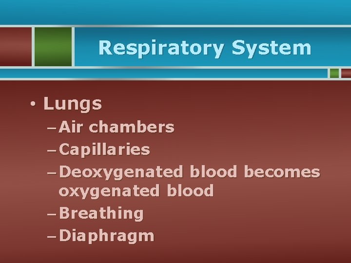 Respiratory System • Lungs – Air chambers – Capillaries – Deoxygenated blood becomes oxygenated