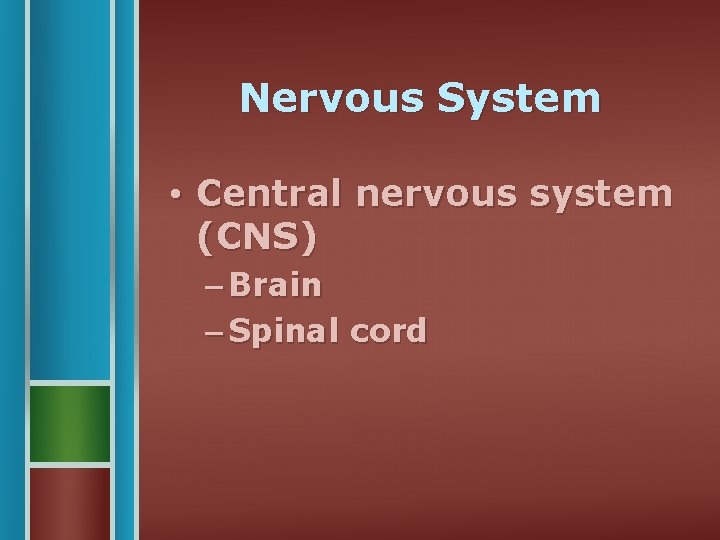 Nervous System • Central nervous system (CNS) – Brain – Spinal cord 