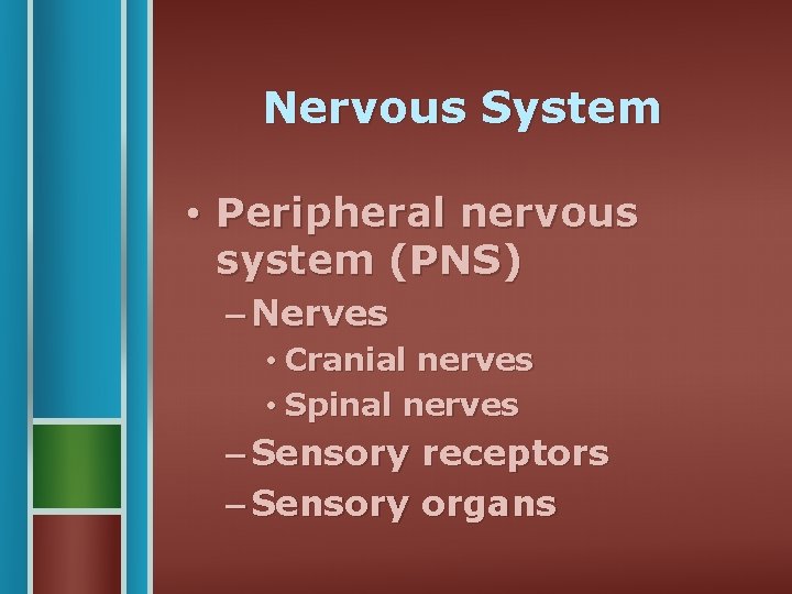 Nervous System • Peripheral nervous system (PNS) – Nerves • Cranial nerves • Spinal