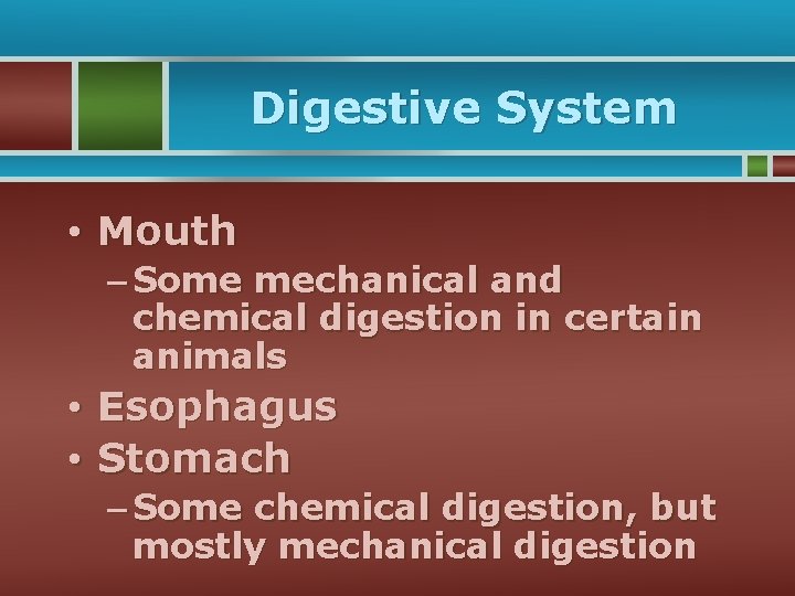 Digestive System • Mouth – Some mechanical and chemical digestion in certain animals •