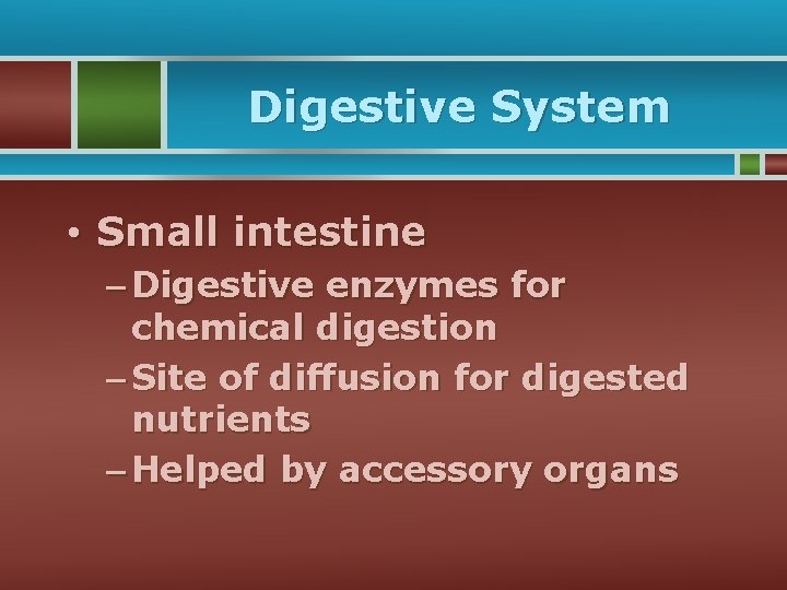 Digestive System • Small intestine – Digestive enzymes for chemical digestion – Site of