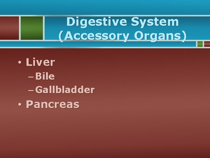 Digestive System (Accessory Organs) • Liver – Bile – Gallbladder • Pancreas 