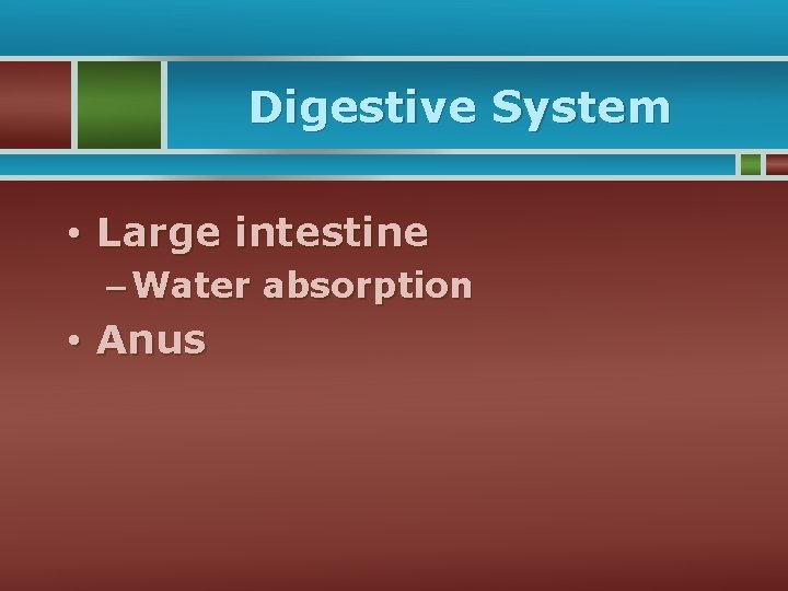 Digestive System • Large intestine – Water absorption • Anus 