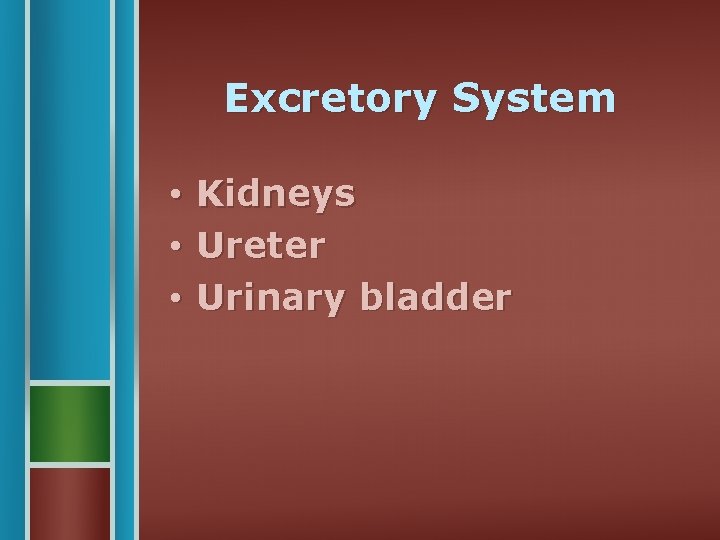 Excretory System • Kidneys • Ureter • Urinary bladder 