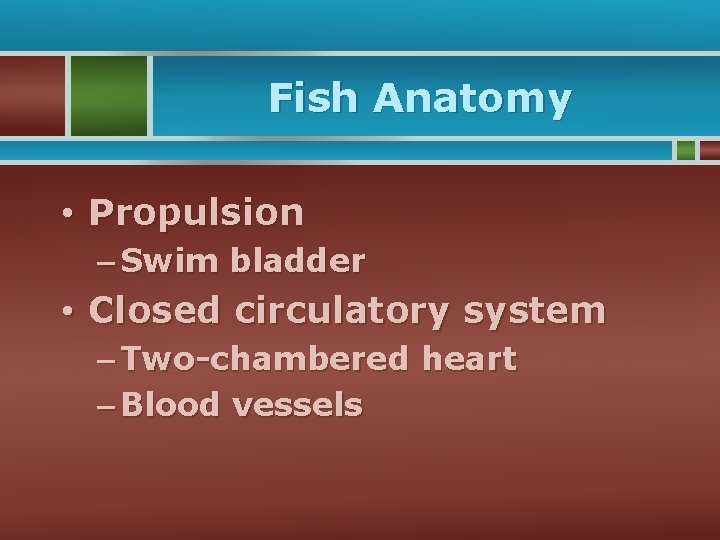 Fish Anatomy • Propulsion – Swim bladder • Closed circulatory system – Two-chambered heart