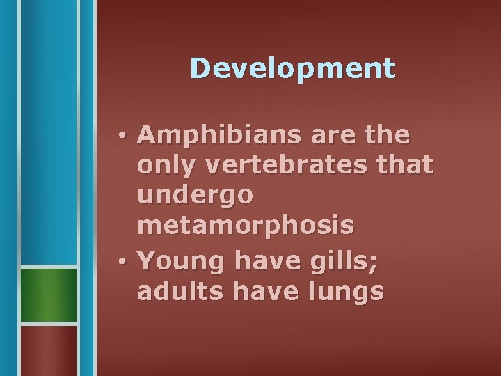 Development • Amphibians are the only vertebrates that undergo metamorphosis • Young have gills;