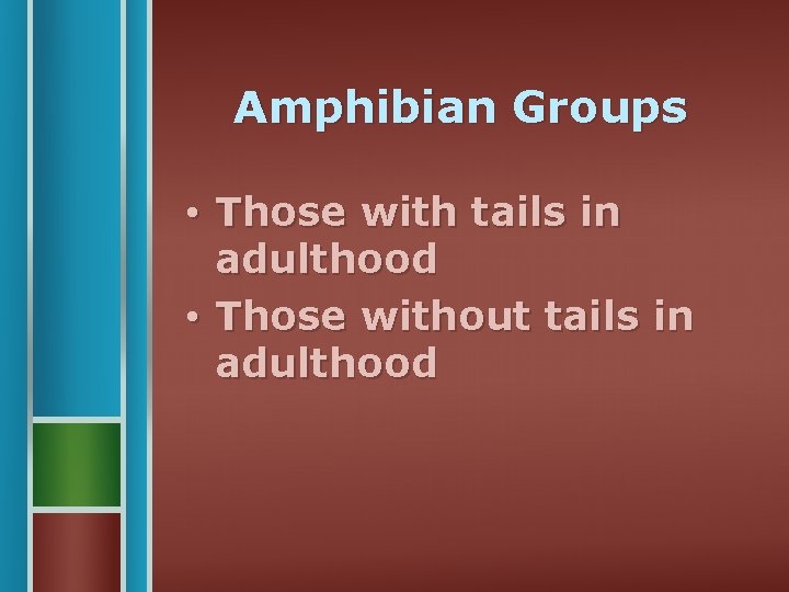 Amphibian Groups • Those with tails in adulthood • Those without tails in adulthood