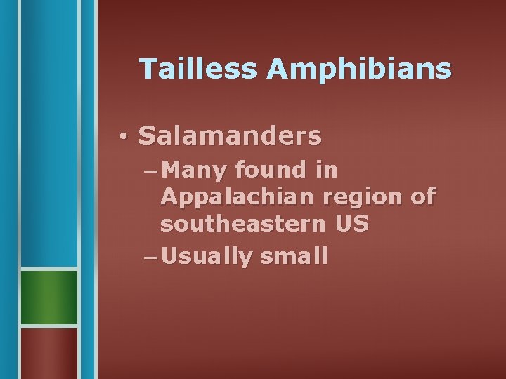 Tailless Amphibians • Salamanders – Many found in Appalachian region of southeastern US –
