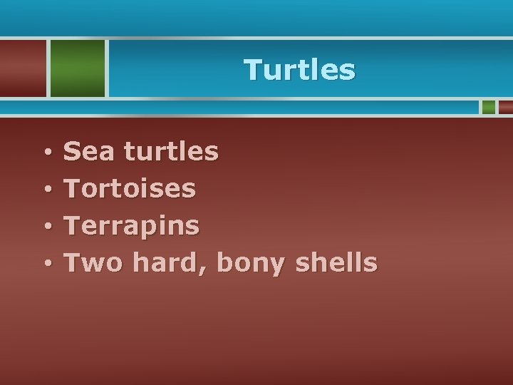 Turtles • • Sea turtles Tortoises Terrapins Two hard, bony shells 