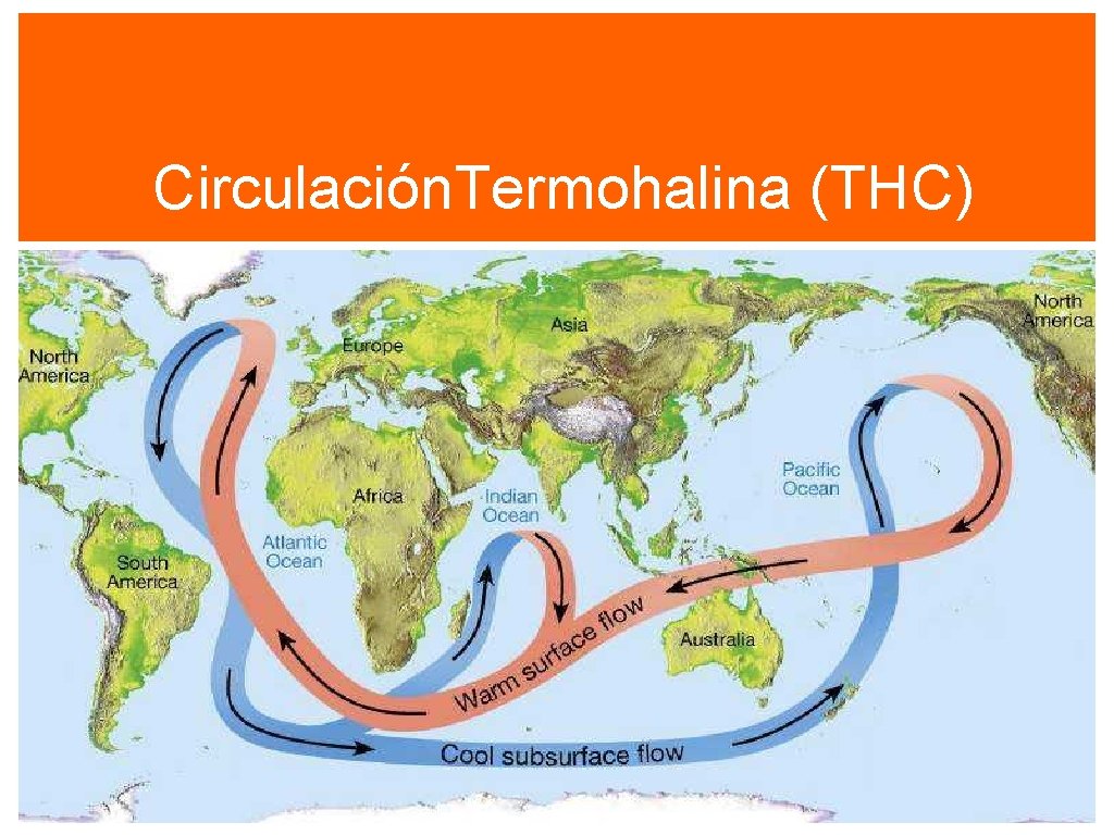 Circulación. Termohalina (THC) 