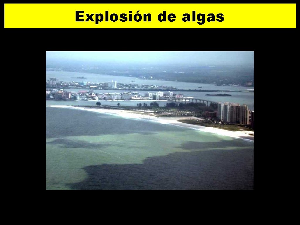 Explosión de algas 