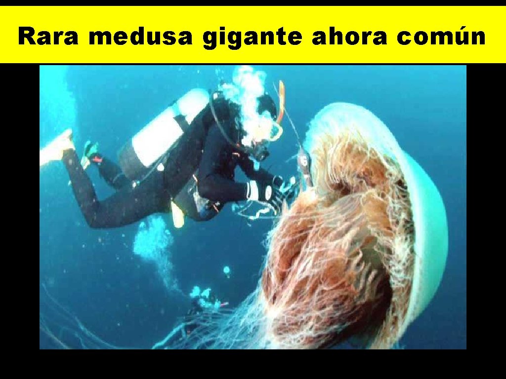 Rara medusa gigante ahora común 