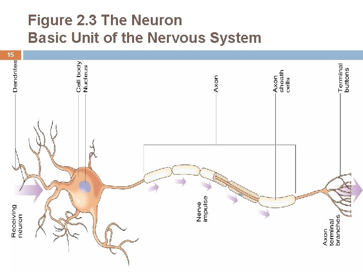 Figure 2. 3 The Neuron Basic Unit of the Nervous System 15 