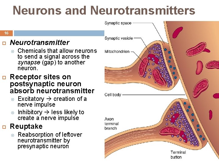 Neurons and Neurotransmitters 16 Neurotransmitter Receptor sites on postsynaptic neuron absorb neurotransmitter Chemicals that