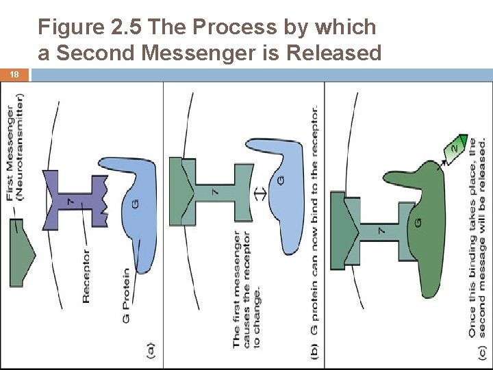 Figure 2. 5 The Process by which a Second Messenger is Released 18 