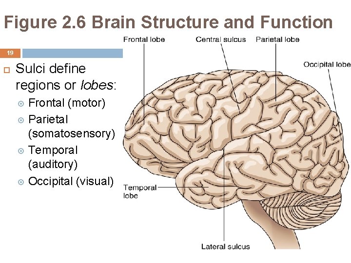Figure 2. 6 Brain Structure and Function 19 Sulci define regions or lobes: Frontal