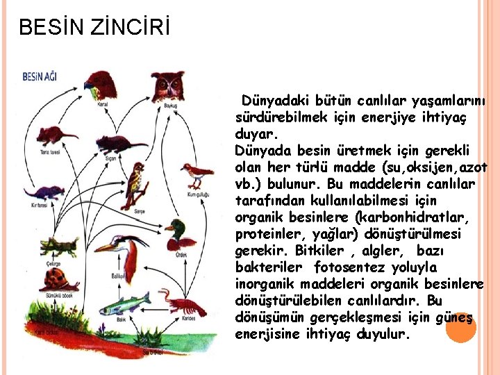 BESİN ZİNCİRİ Dünyadaki bütün canlılar yaşamlarını sürdürebilmek için enerjiye ihtiyaç duyar. Dünyada besin üretmek