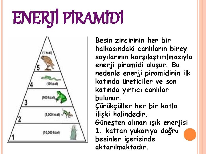 ENERJİ PİRAMİDİ Besin zincirinin her bir halkasındaki canlıların birey sayılarının karşılaştırılmasıyla enerji piramidi oluşur.
