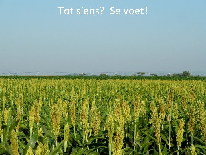 Tot siens? Se voet! 