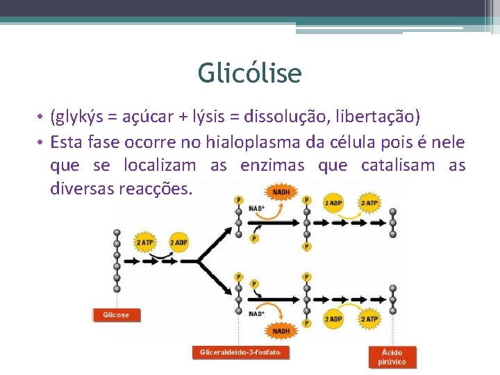 Glicólise • (glykýs = açúcar + lýsis = dissolução, libertação) • Esta fase ocorre