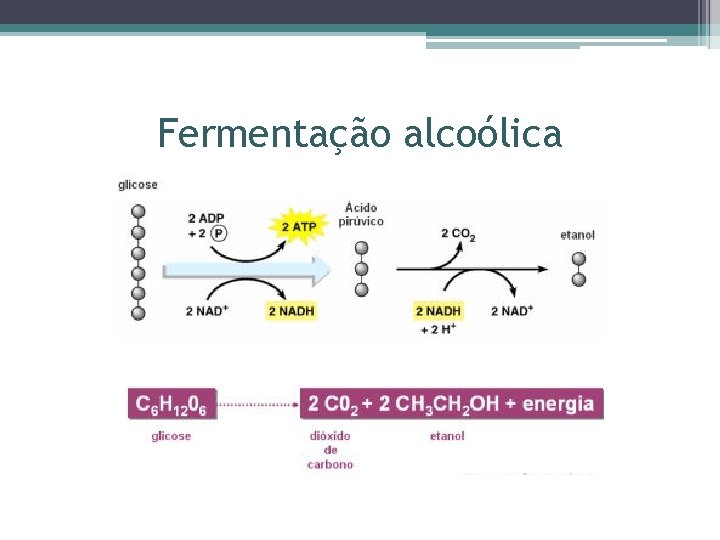 Fermentação alcoólica 