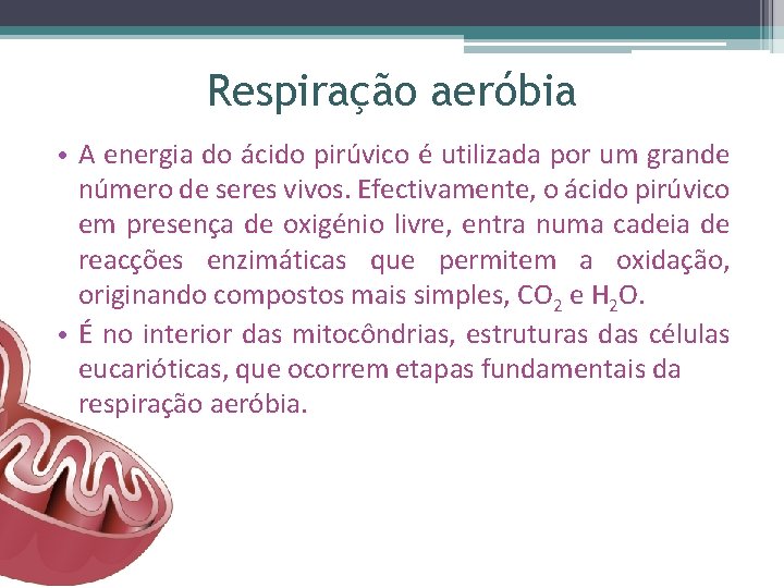 Respiração aeróbia • A energia do ácido pirúvico é utilizada por um grande número