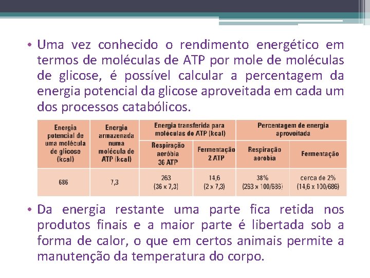  • Uma vez conhecido o rendimento energético em termos de moléculas de ATP