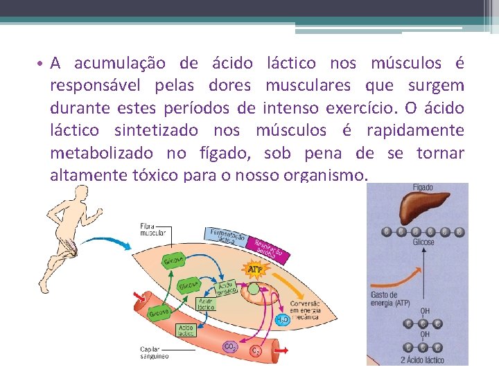  • A acumulação de ácido láctico nos músculos é responsável pelas dores musculares