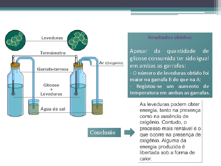 Resultados obtidos: Apesar da quantidade de glicose consumida ter sido igual em ambas as