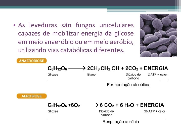  • As leveduras são fungos unicelulares capazes de mobilizar energia da glicose em