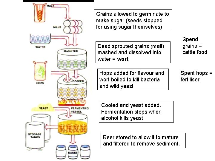 Grains allowed to germinate to make sugar (seeds stopped for using sugar themselves) Dead
