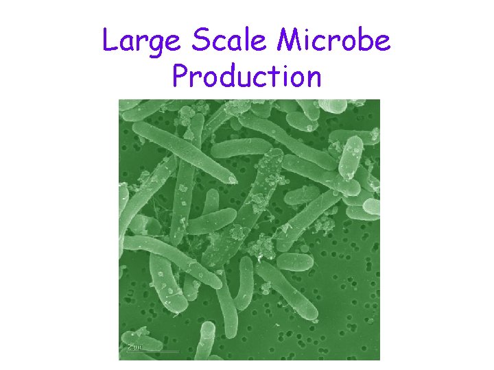 Large Scale Microbe Production 