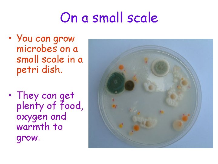 On a small scale • You can grow microbes on a small scale in