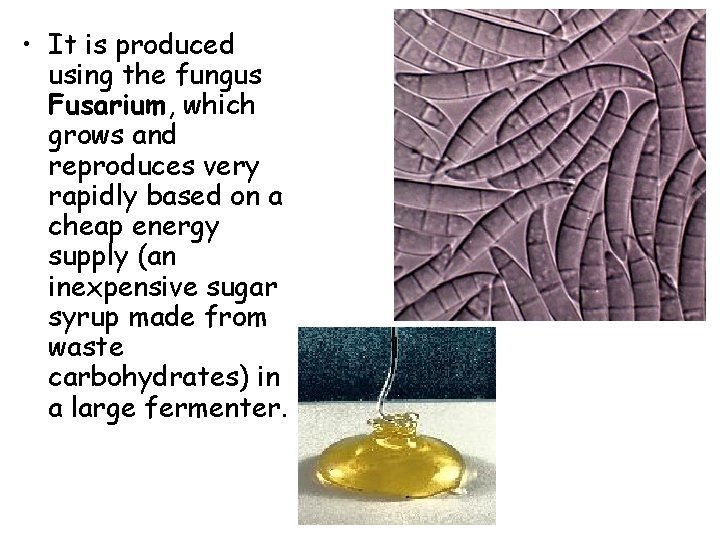  • It is produced using the fungus Fusarium, which grows and reproduces very