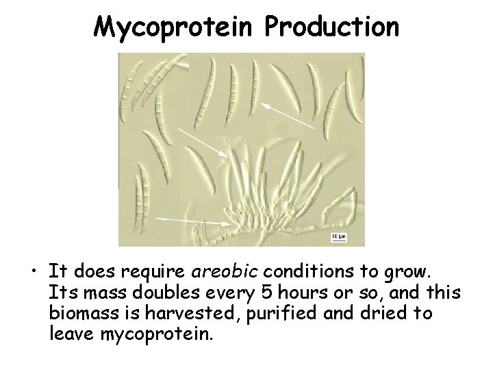 Mycoprotein Production • It does require areobic conditions to grow. Its mass doubles every