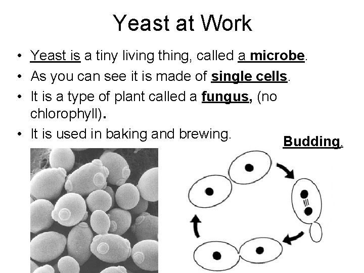 Yeast at Work • Yeast is a tiny living thing, called a microbe. •